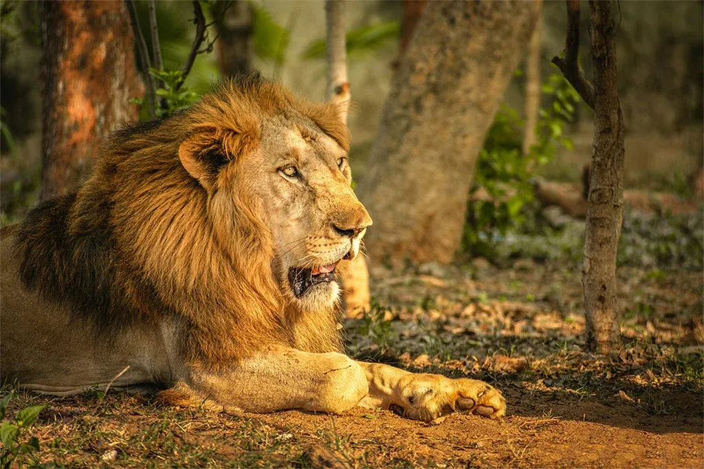 Nandankanan Zoological Park